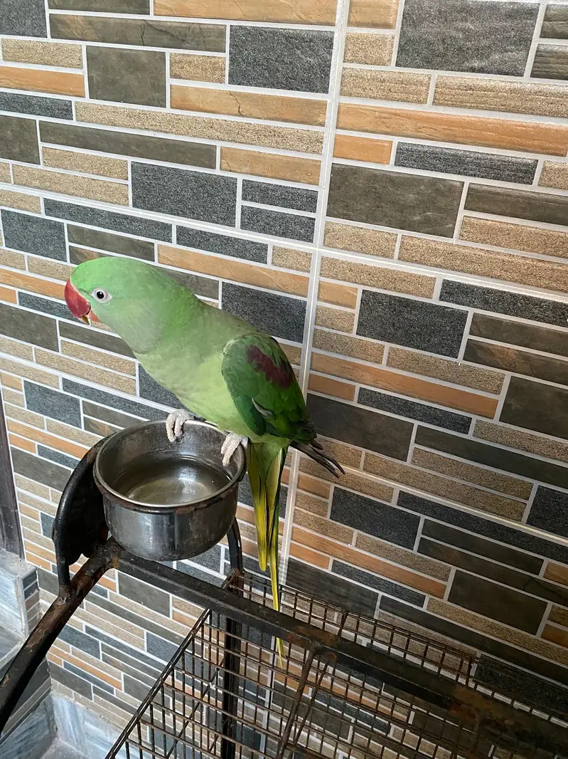 Raw parrot female — photo 4