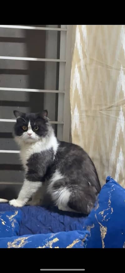 Jerry The Cat For Sale