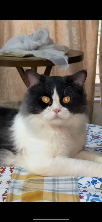 Persian Male Cat for sale. Jerry the Cat