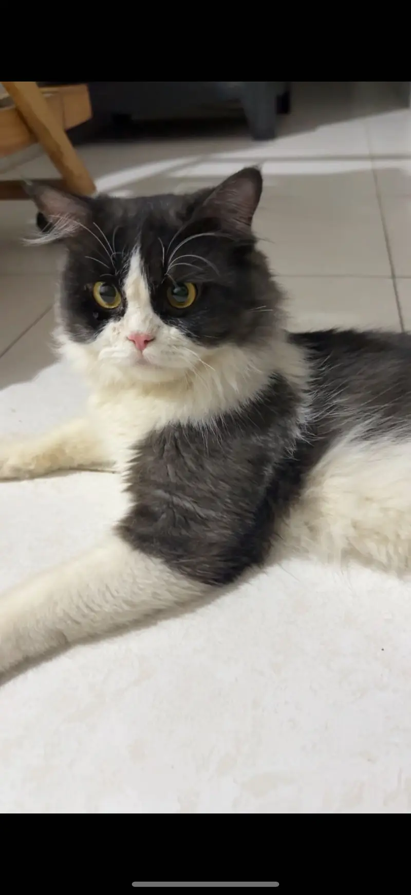 Persian Male Cat for sale. Jerry the Cat — photo 3