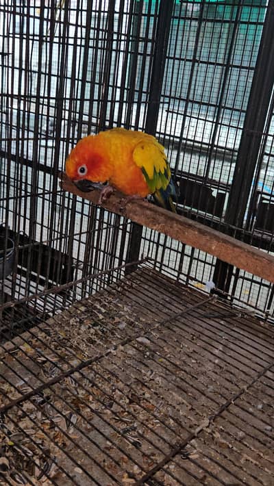 suncunore breeder male ready to breed for sale in lahore