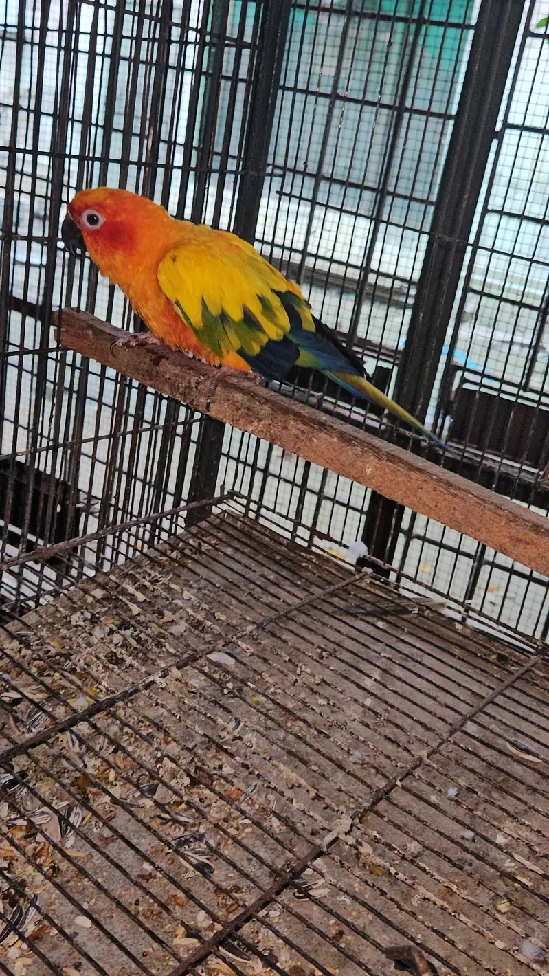 suncunore breeder male ready to breed for sale in lahore — photo 2
