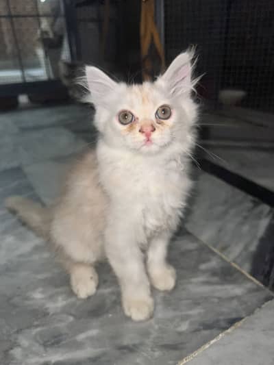 Persian male kitten