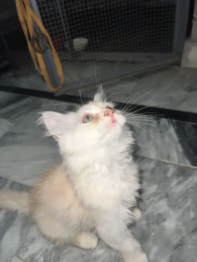 Persian kitten pair — photo 2