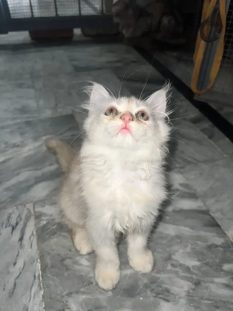 Persian kitten pair — photo 3