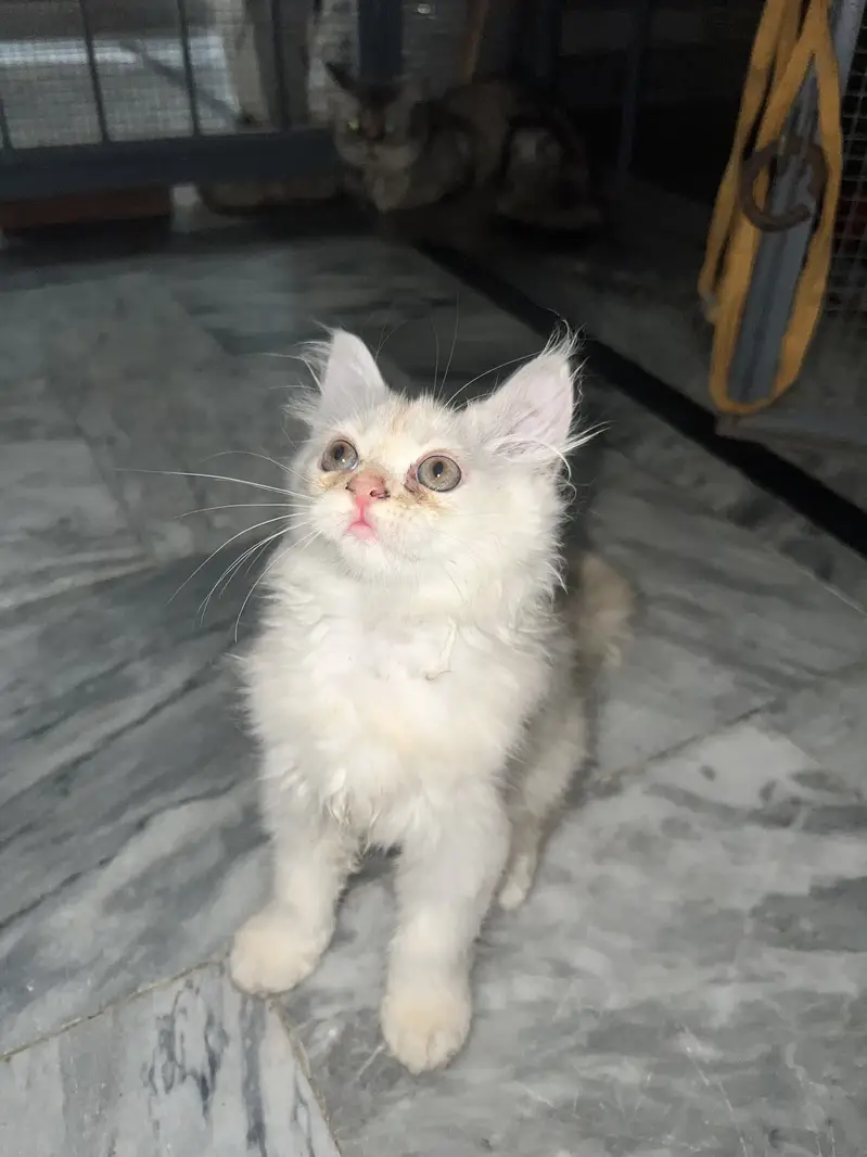 Persian kitten pair — photo 4