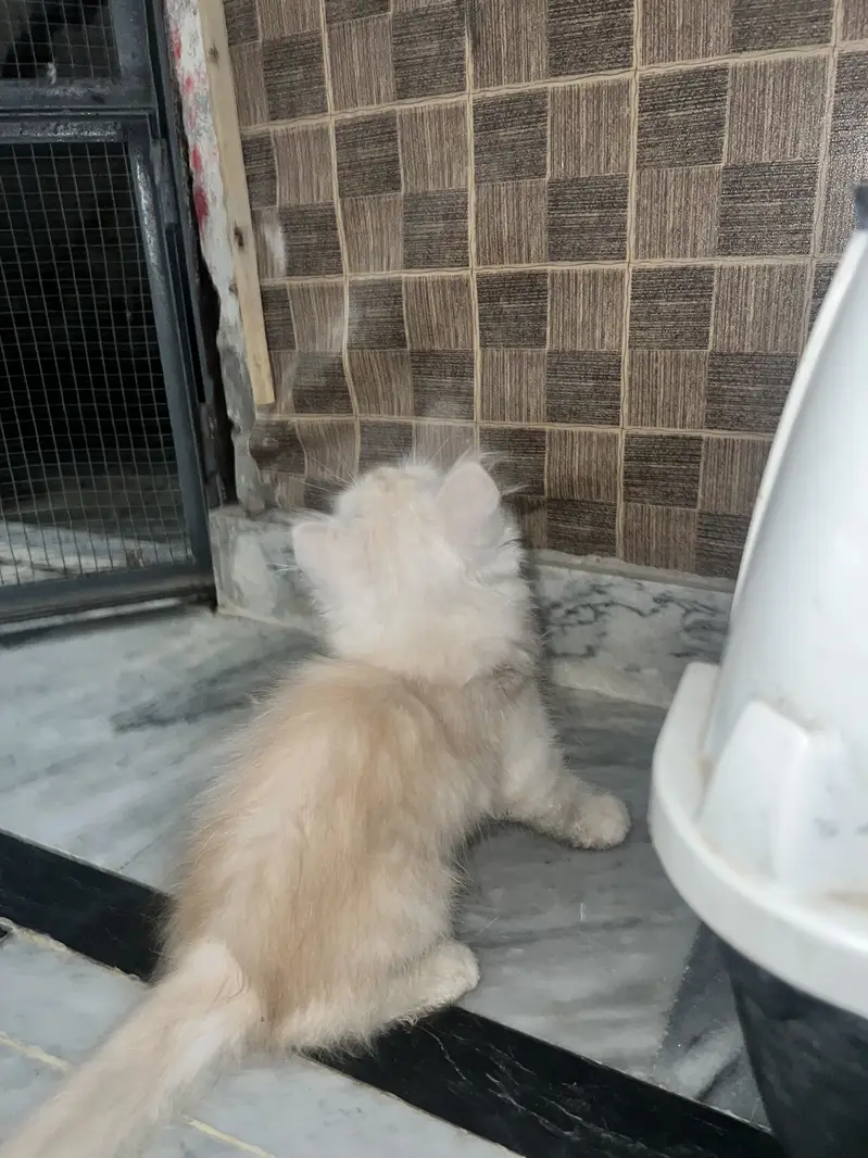 Persian kitten pair — photo 5