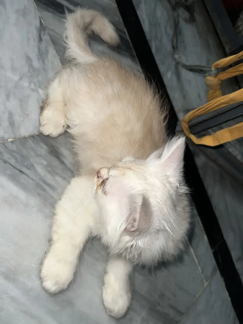 Persian kitten pair — photo 6