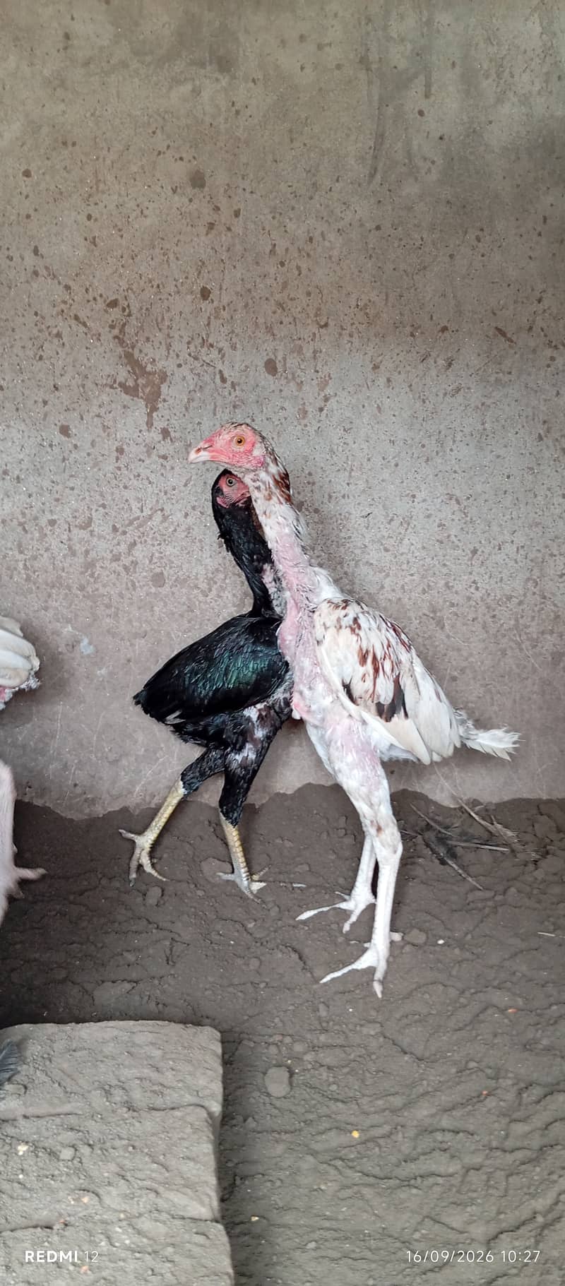 Aseel Chuza 0