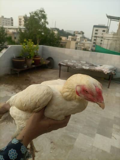 Aseel Shamo for salee
