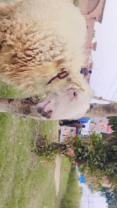 Mundra D Face Chatra For sale Healthy and Active  40 kg wt h