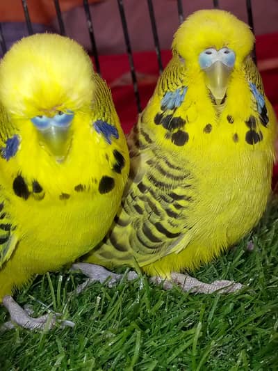 TCB ka pair