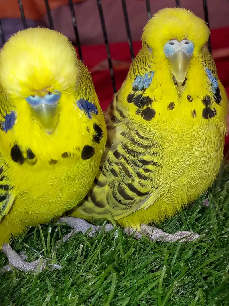 TCB ka pair 0