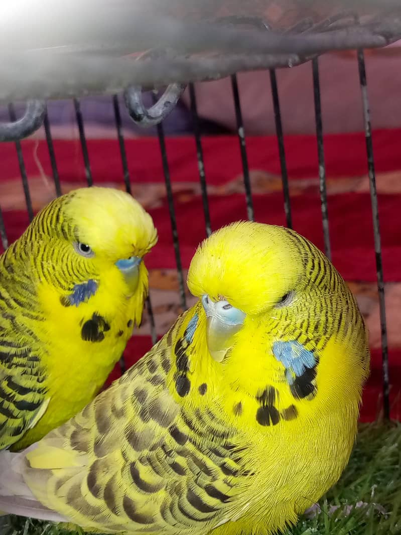 TCB ka pair 1