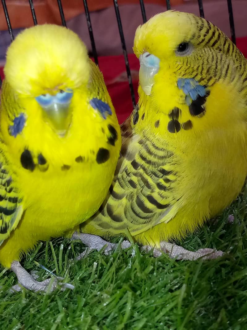 TCB ka pair 2