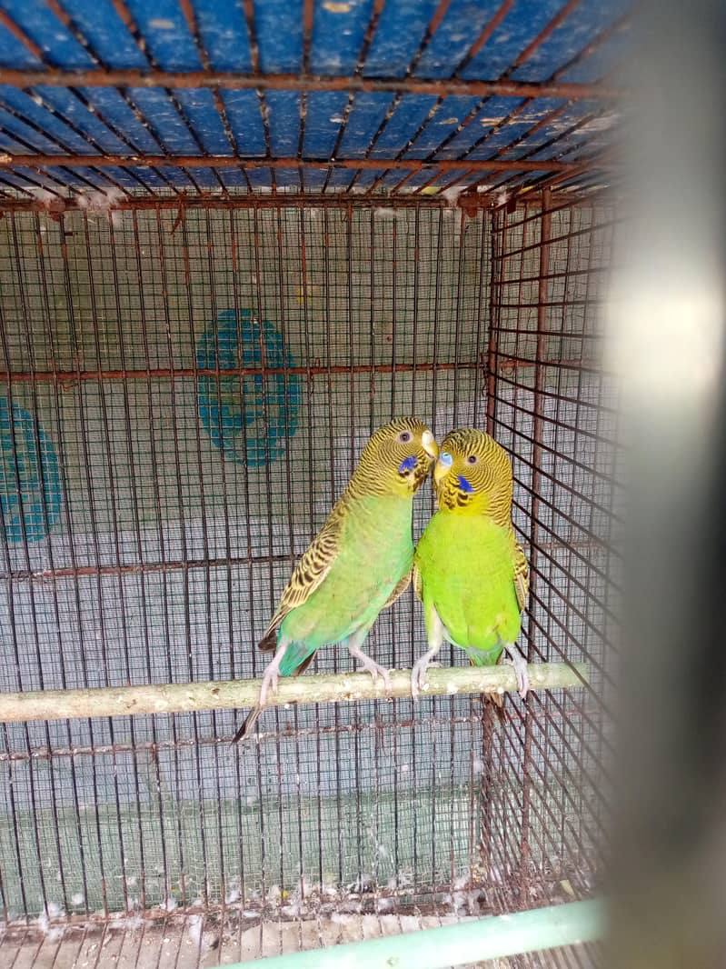TCB ka pair 4