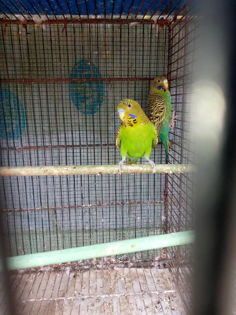 TCB ka pair 5