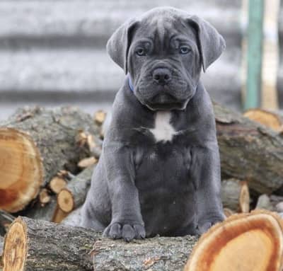 Cane Corso Puppies Available