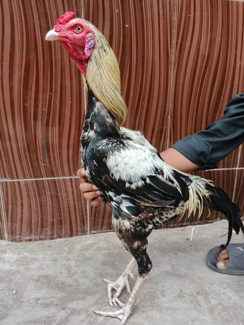Aseel murga java Aseel — photo 5