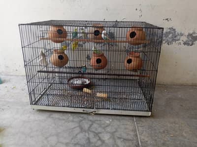 budgie pair 1500