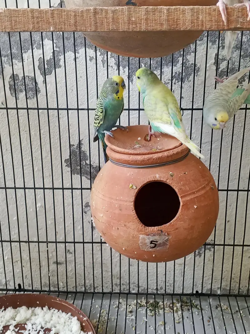 budgie pair 1500 — photo 2