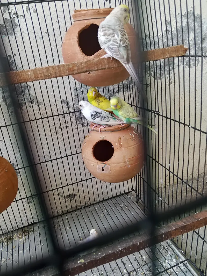 budgie pair 1500 — photo 3