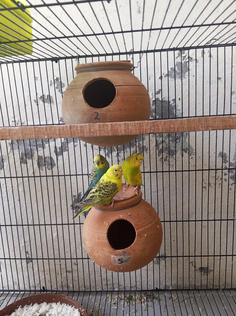 budgie pair 1500 — photo 4