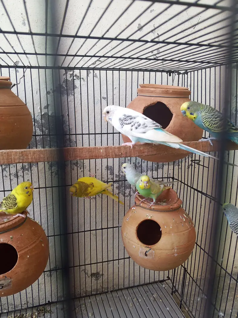 budgie pair 1500 — photo 5
