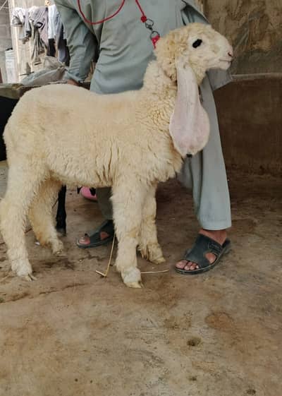 Sheep  | Kajla female sheep | chatri | kajli chatri