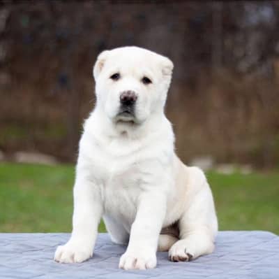 Alabai Puppies Available