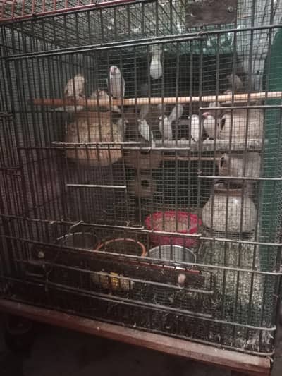 fone ,silver java with cage