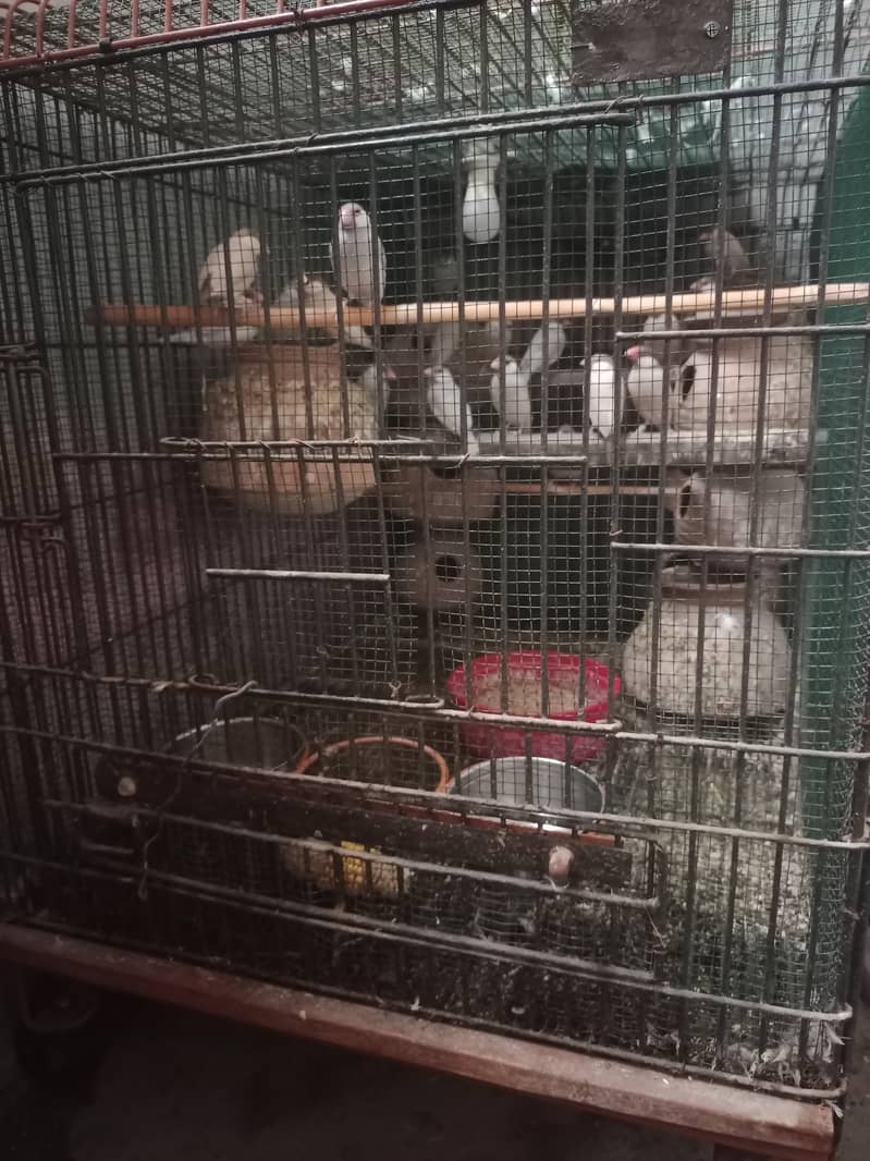 fone ,silver java with cage 0