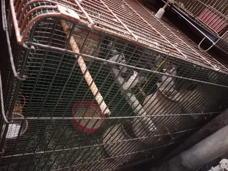 fone ,silver java with cage — photo 2