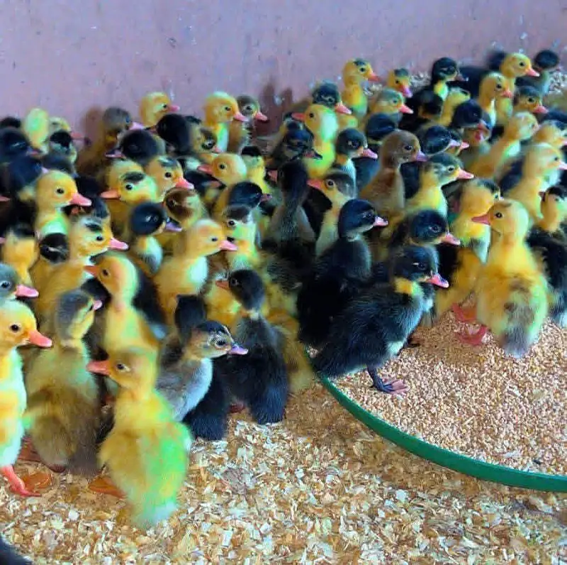 dasi duck chicks or khaki Campbell ducks chicks and white duck chicks