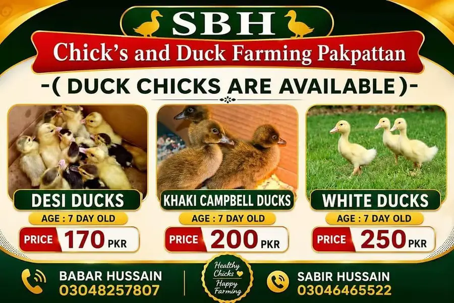 dasi duck chicks or khaki Campbell ducks chicks and white duck chicks — photo 2