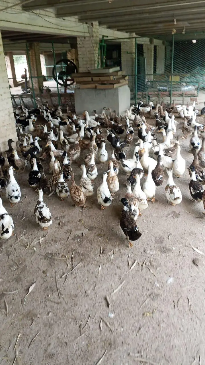 dasi duck chicks or khaki Campbell ducks chicks and white duck chicks — photo 3