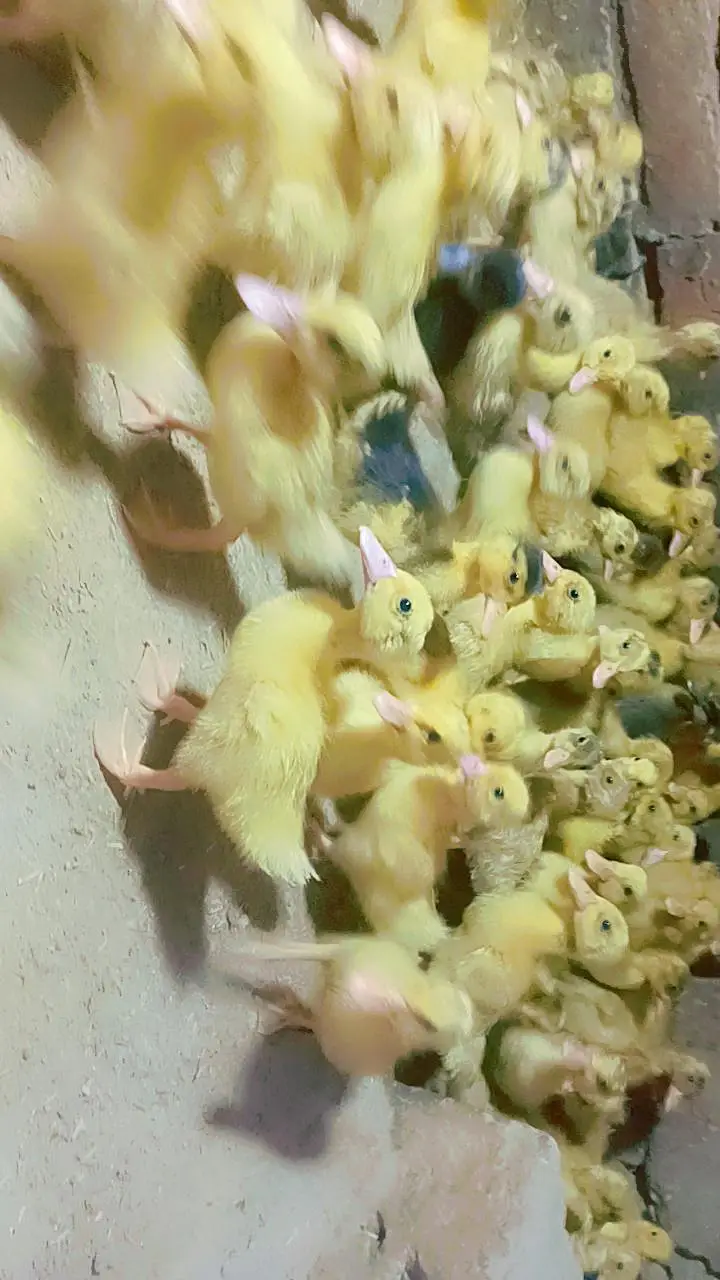 dasi duck chicks or khaki Campbell ducks chicks and white duck chicks — photo 4