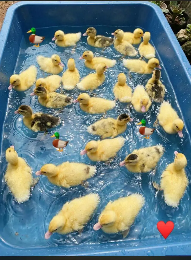 dasi duck chicks or khaki Campbell ducks chicks and white duck chicks — photo 5
