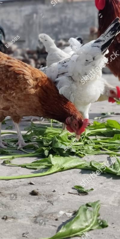 Desi hens
