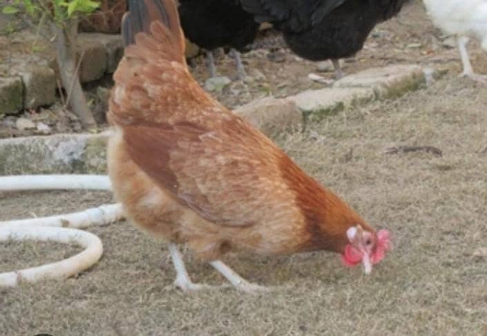 Desi hens 1