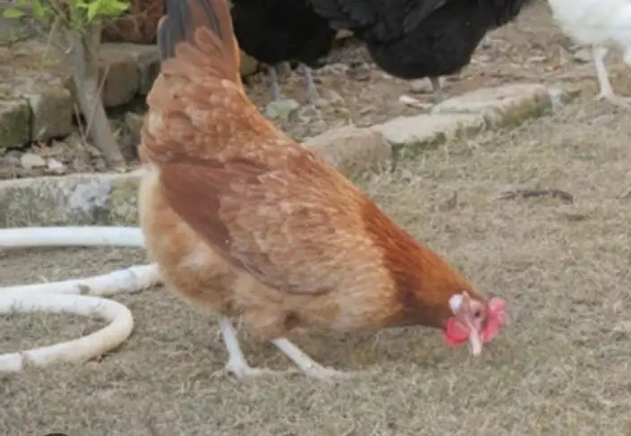Desi hens — photo 2