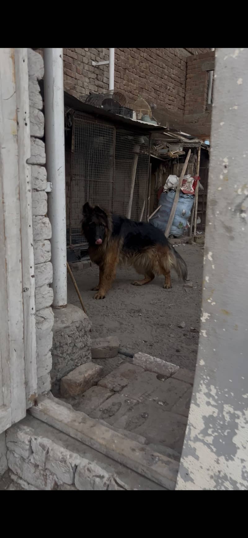 Jerman shepherd long cot 0