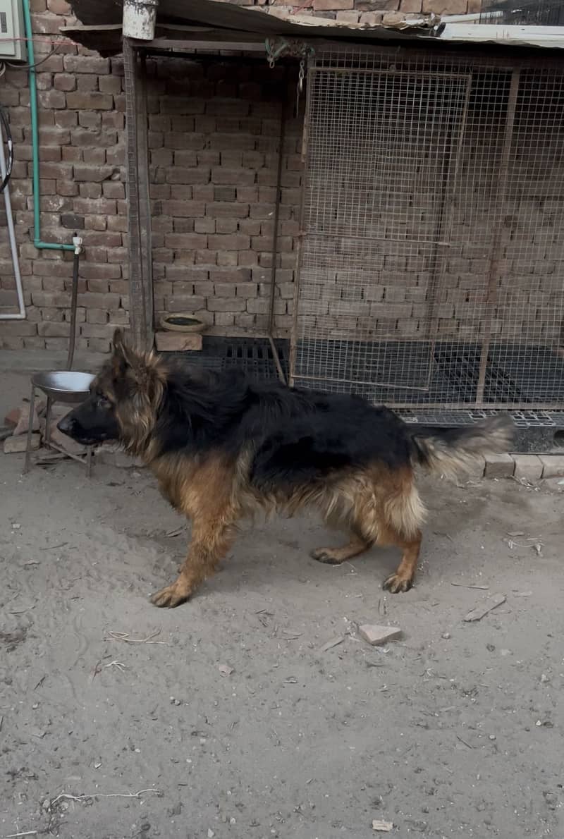 Jerman shepherd long cot 2