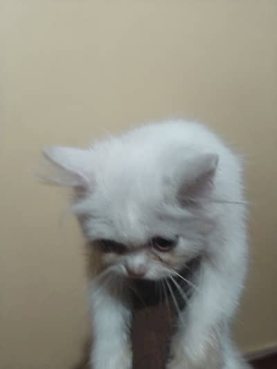 persian cat