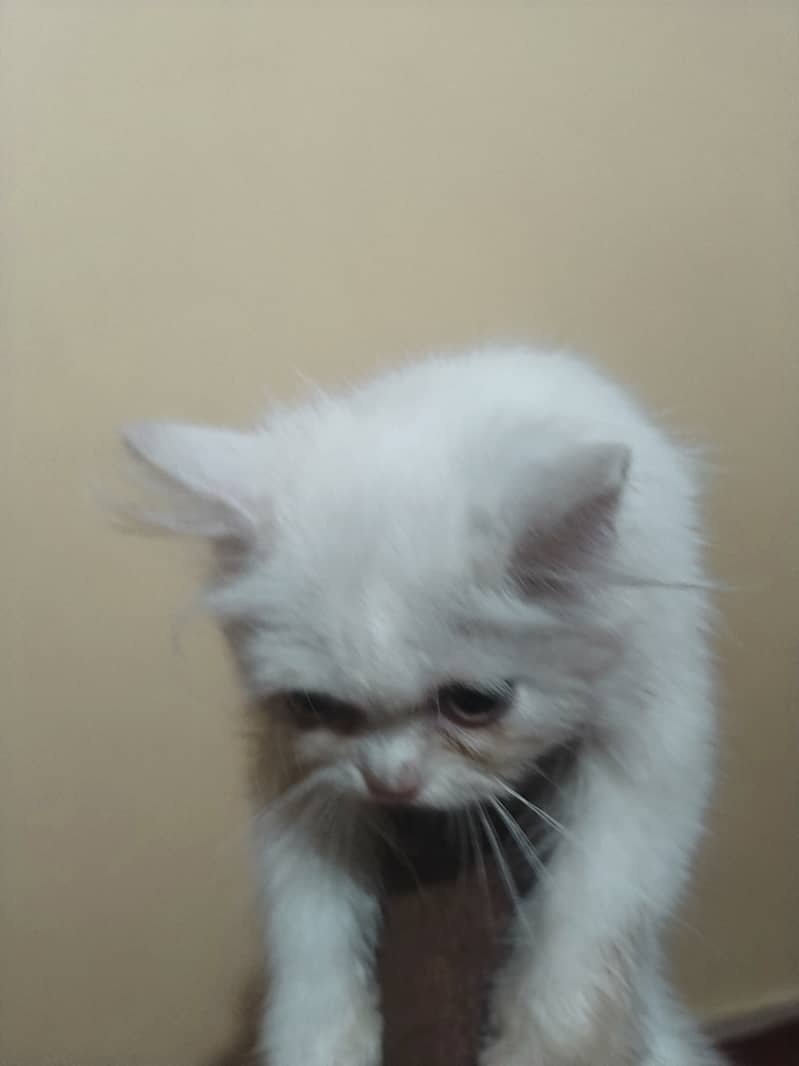 persian cat 0