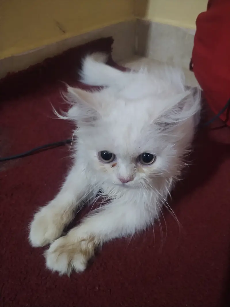 persian cat — photo 2