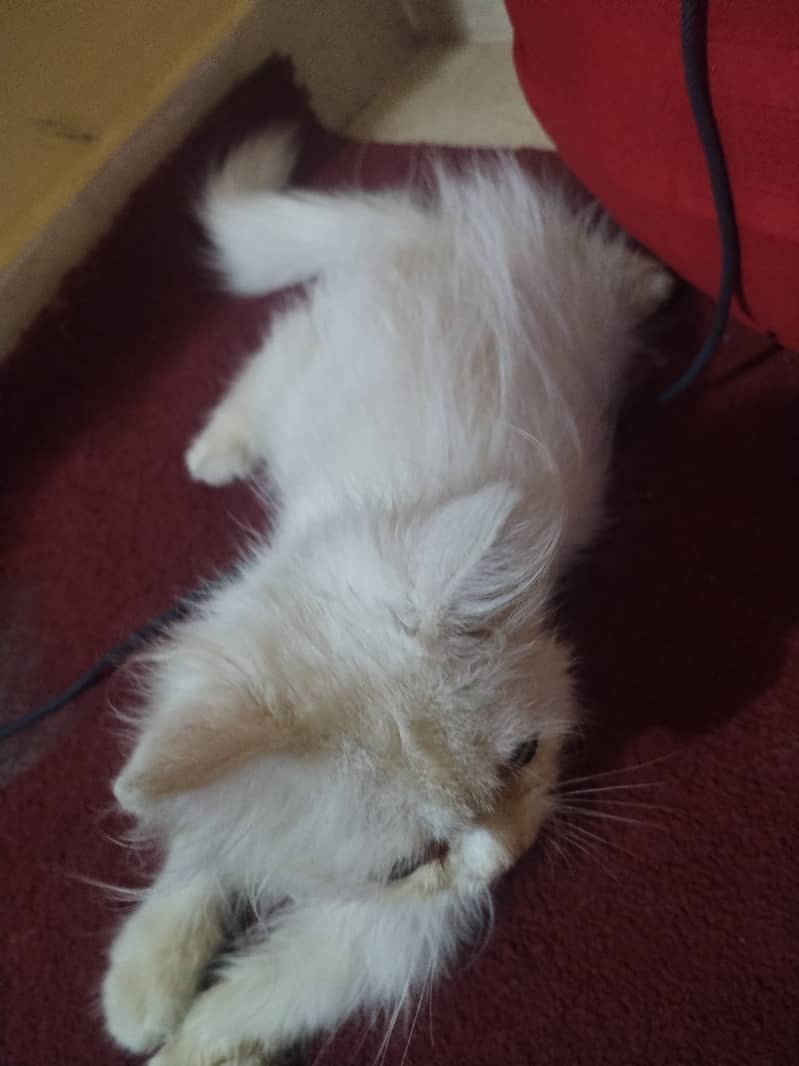 persian cat 2