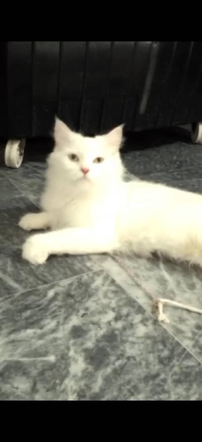 percian white cat