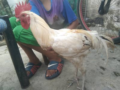 White Murga
