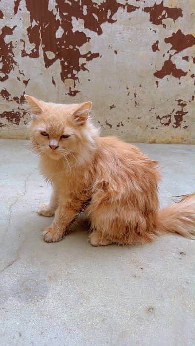 Persian cat urgent sale